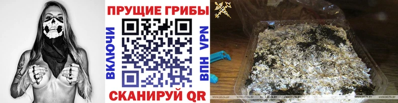 ссылка на мегу как зайти  Ипатово  Псилоцибиновые грибы Cubensis 